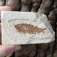 Fossil Knightia Fish, B