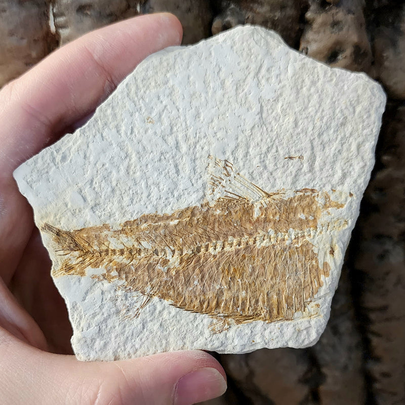 Fossil Knightia Fish, A