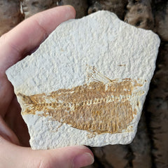 Fossil Knightia Fish, A