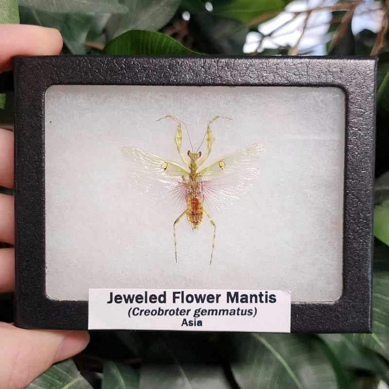 Jeweled Flower Mantis