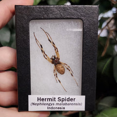 Hermit Spider