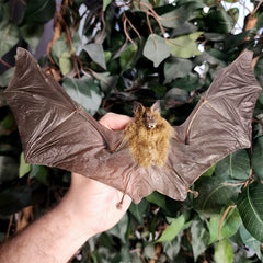 Intermediate Roundleaf Bat Taxidermy, Spread