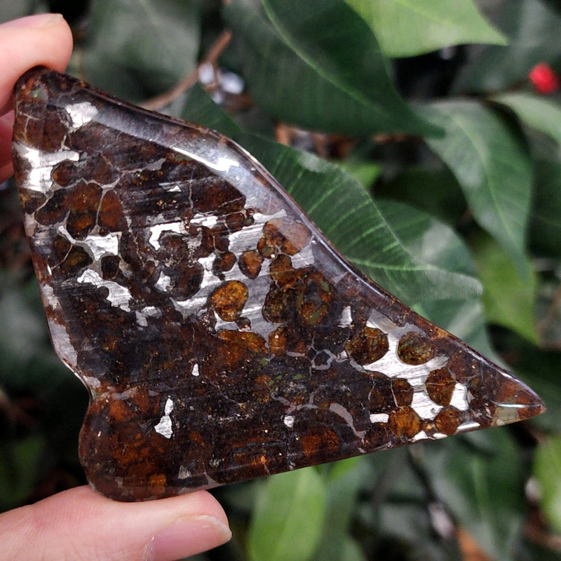 Sericho Pallasite Meteorite G (4")