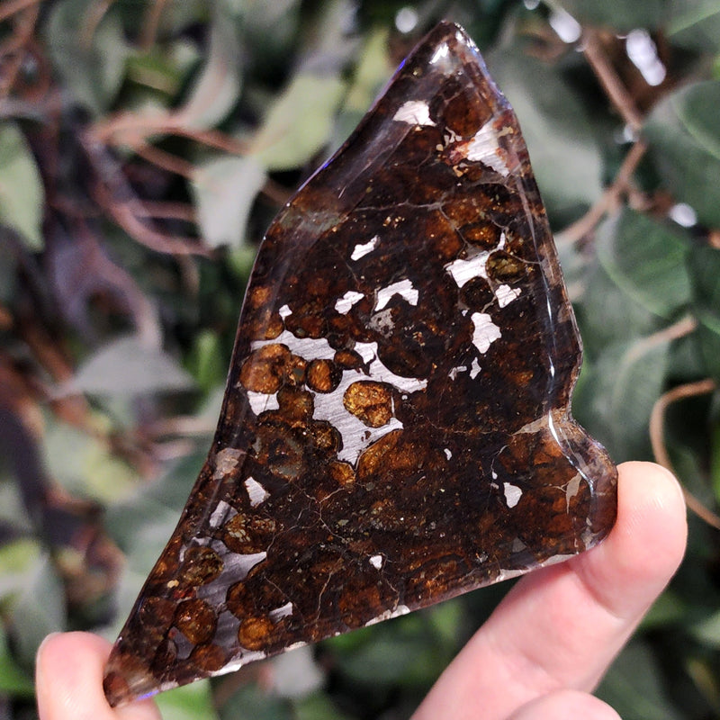 Sericho Pallasite Meteorite G (4")