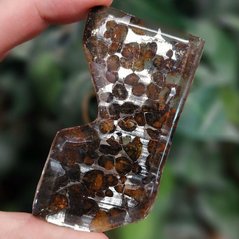 Sericho Pallasite Meteorite F (3.25")