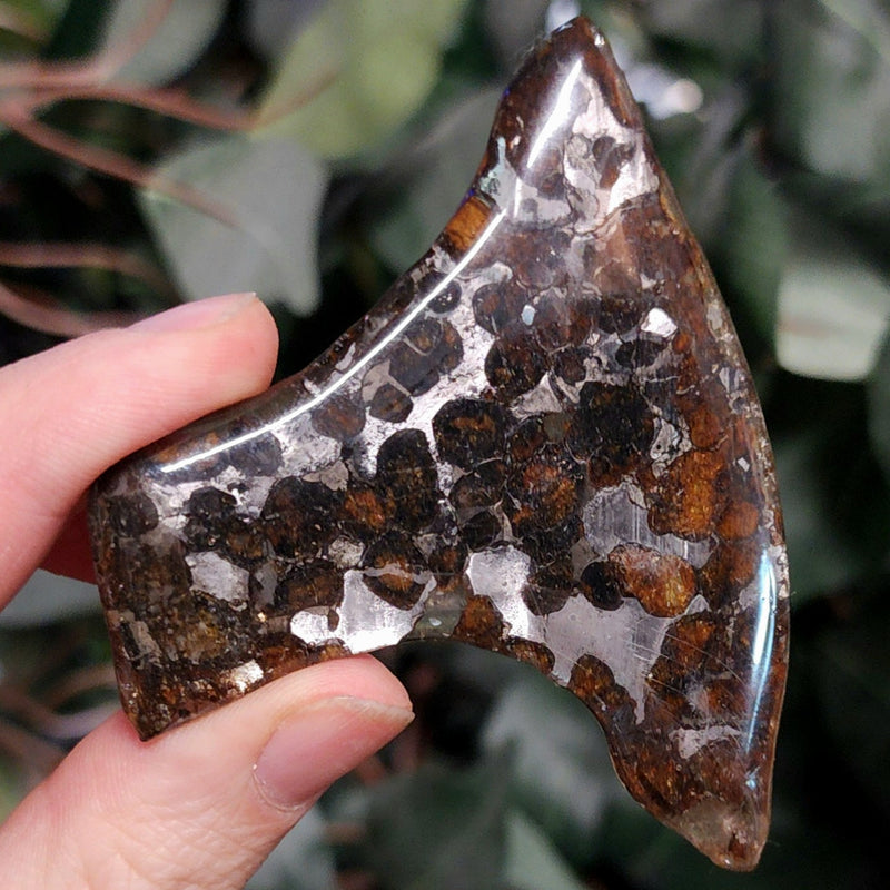 Sericho Pallasite Meteorite H (3")