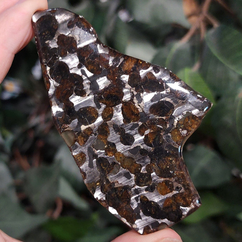 Sericho Pallasite Meteorite I (3.5")