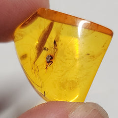 Insects In Dominican Amber, A