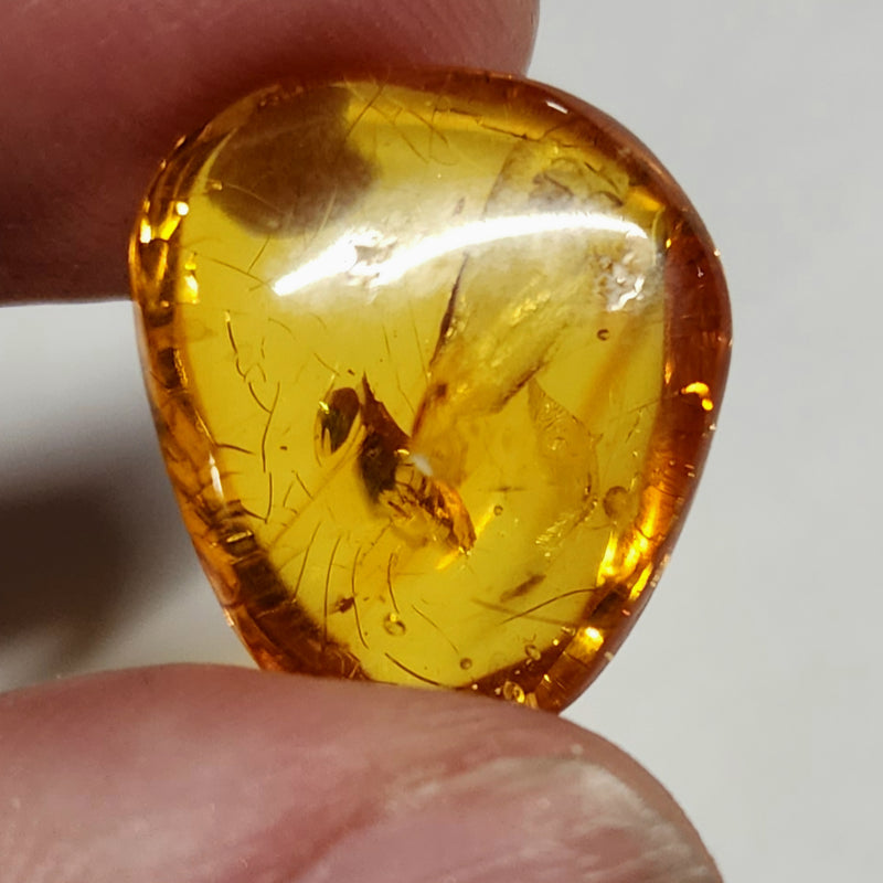 Insects In Dominican Amber, B