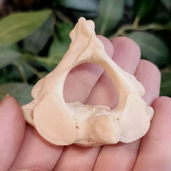 Human Axis Vertebrae