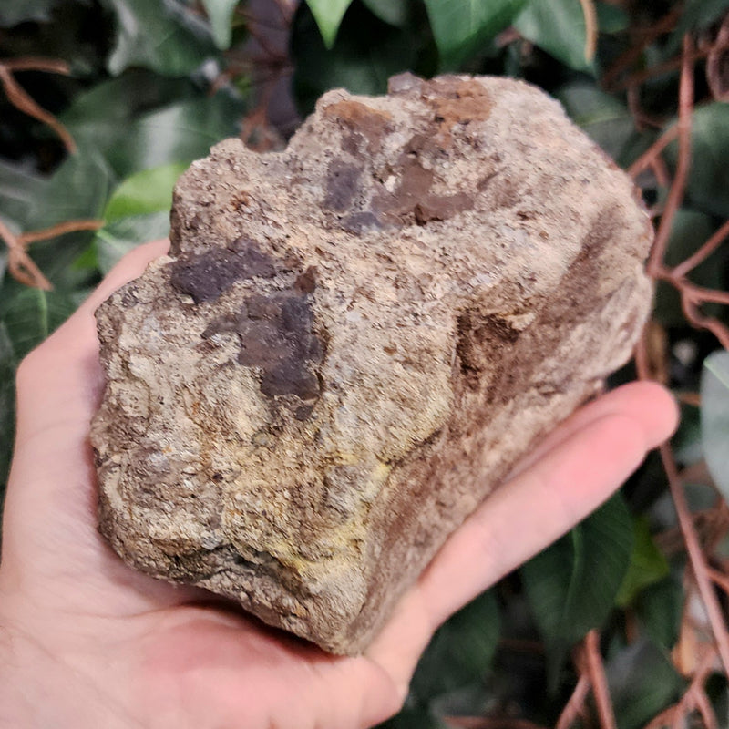 Triceratops Vertebrae (Ex-Museum)