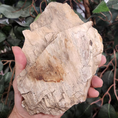 Fossil Wood L (Jurassic)