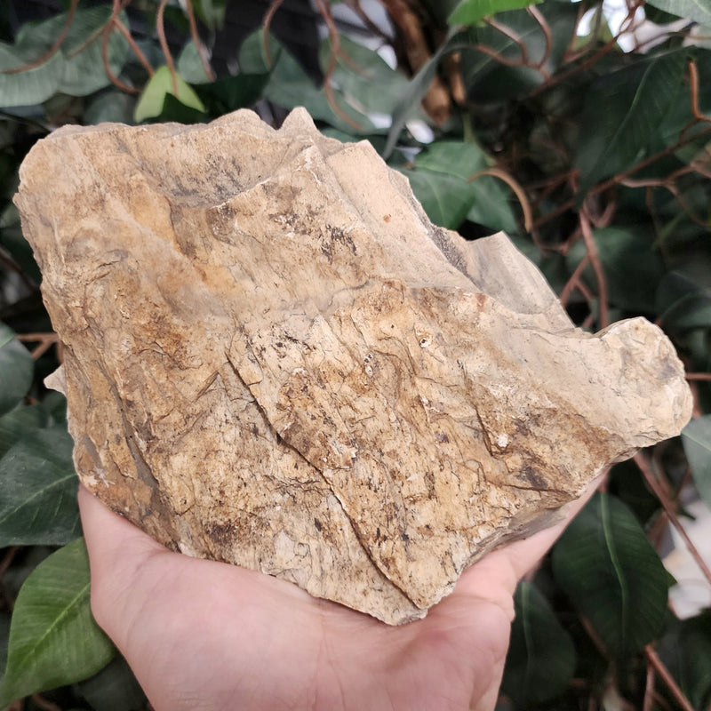 Fossil Wood L (Jurassic)