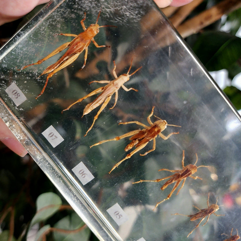 Grasshopper Lifecycle in Resin, Vintage