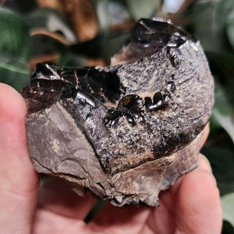 Mastodon Fossil Tooth Fragment A