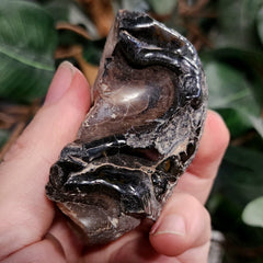 Mastodon Fossil Tooth Fragment A