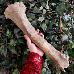 Bison Fossil Leg Bone A