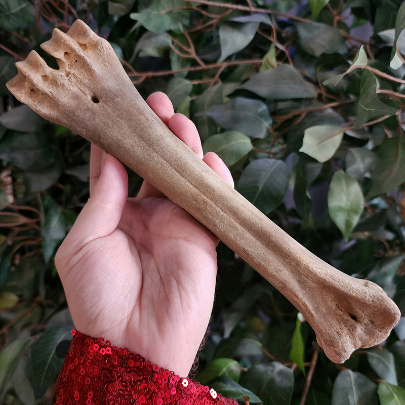 Bison Fossil Leg Bone C