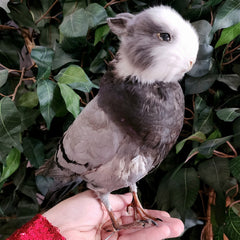 Birdbun Taxidermy (Bunny x Pigeon)