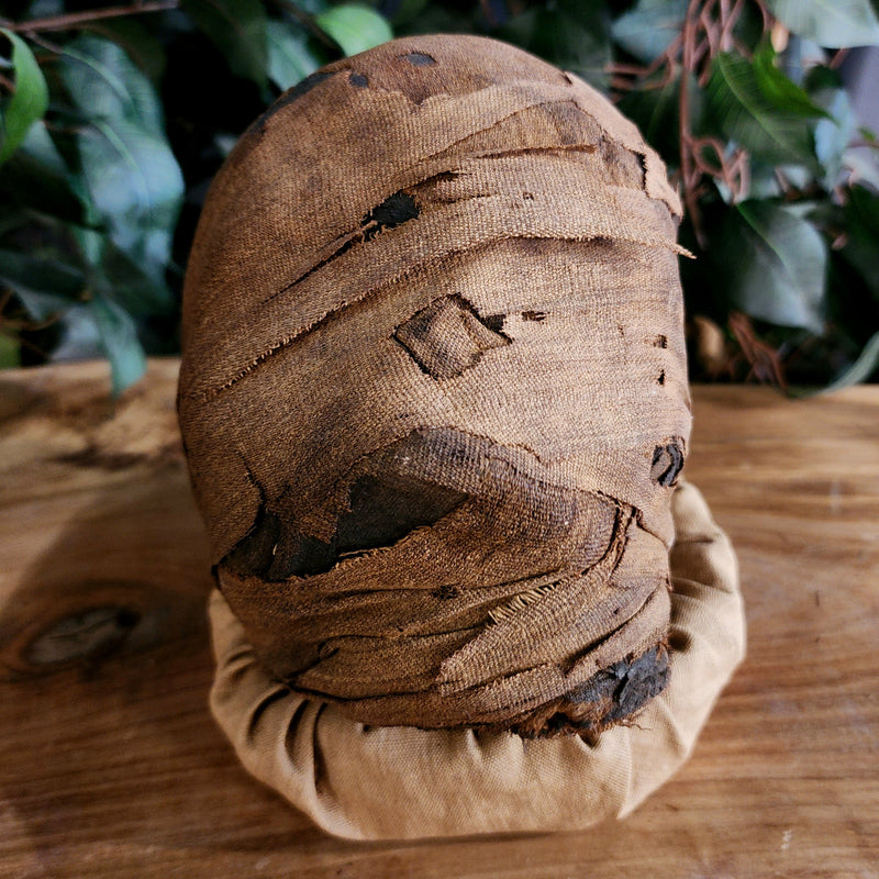 Ancient Egyptian Mummy Head (Ex-Museum)