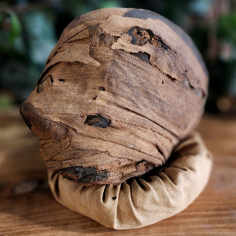 Ancient Egyptian Mummy Head (Ex-Museum)