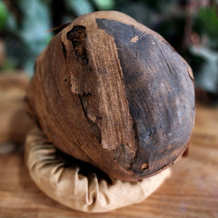 Ancient Egyptian Mummy Head (Ex-Museum)