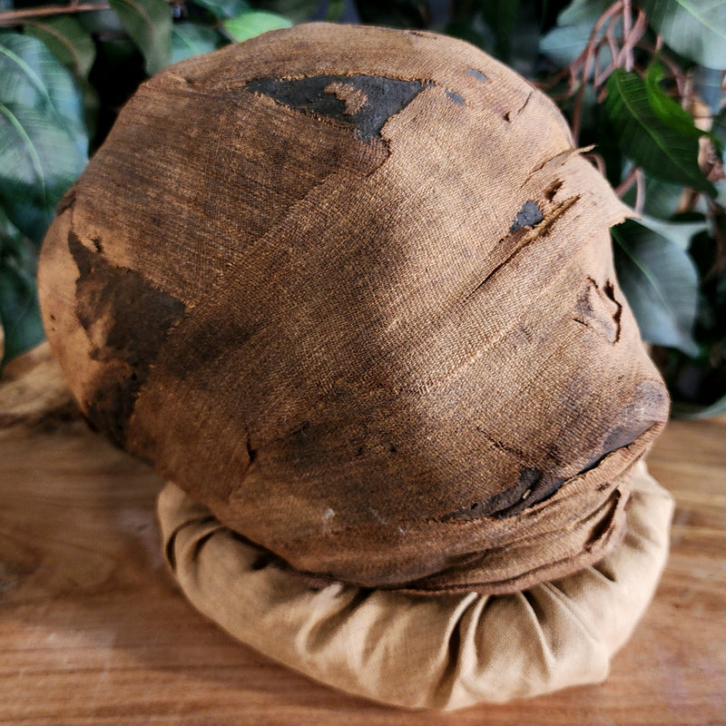 Ancient Egyptian Mummy Head (Ex-Museum)