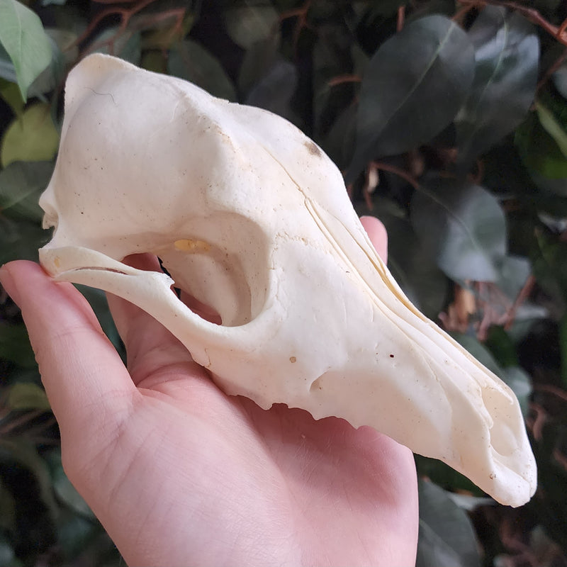 Coyote Skull A (Craft-Grade)