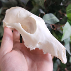 Coyote Skull B (Craft-Grade)