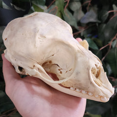 Harp Seal Skull B