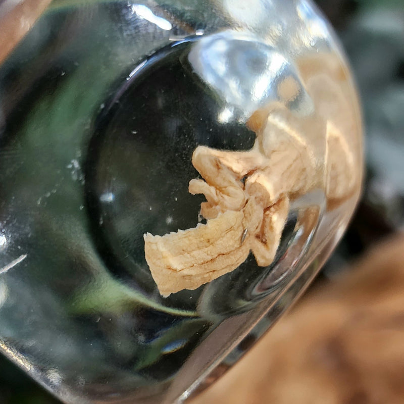 Leaf-Tailed Gecko Wet Specimen (Ex-Museum) A
