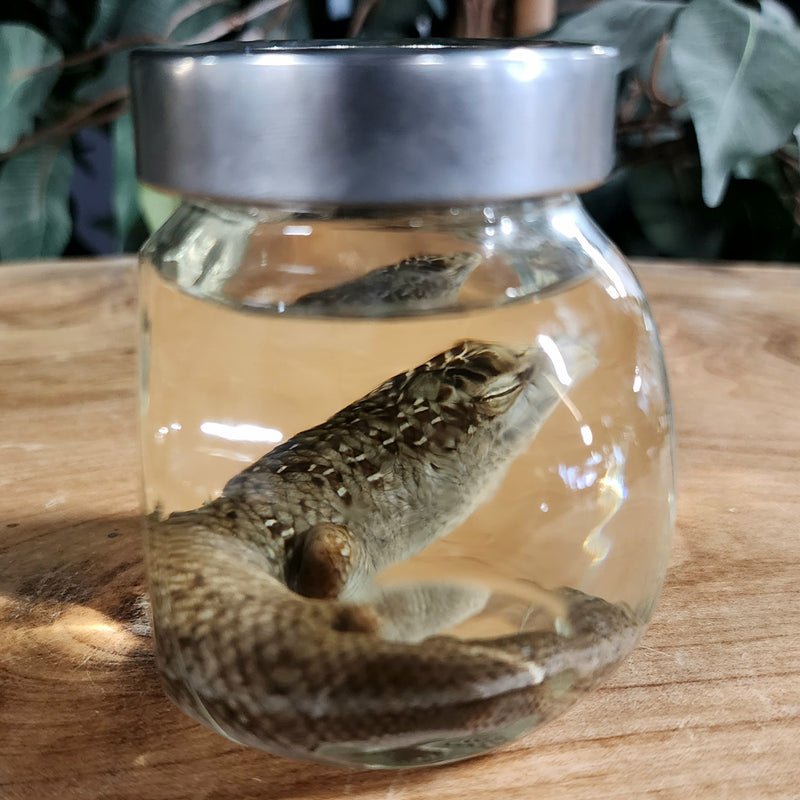 Olive Tree Skink Wet Specimen (Ex-Museum)