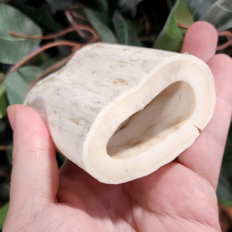 Walrus Tusk Segment B, 3.25" (Ontario)
