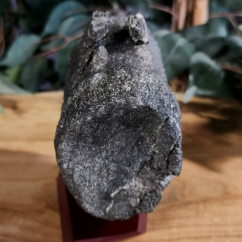 Allosaurus Dinosaur Vertebrae