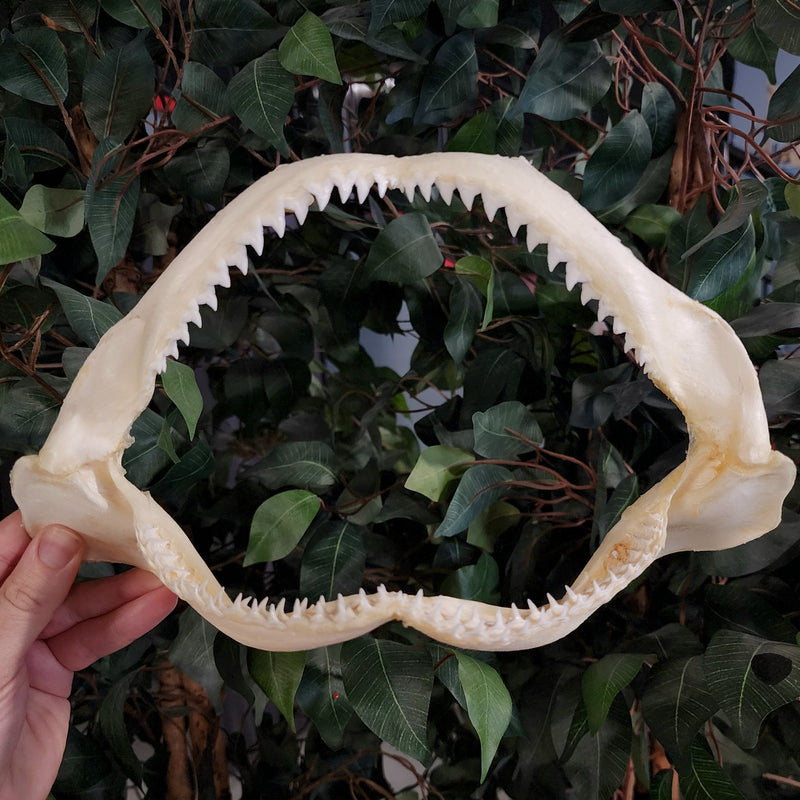Shark Jaw, 11"