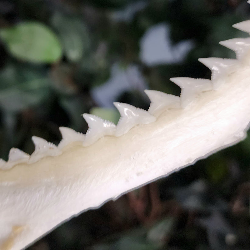 Shark Jaw, 11"