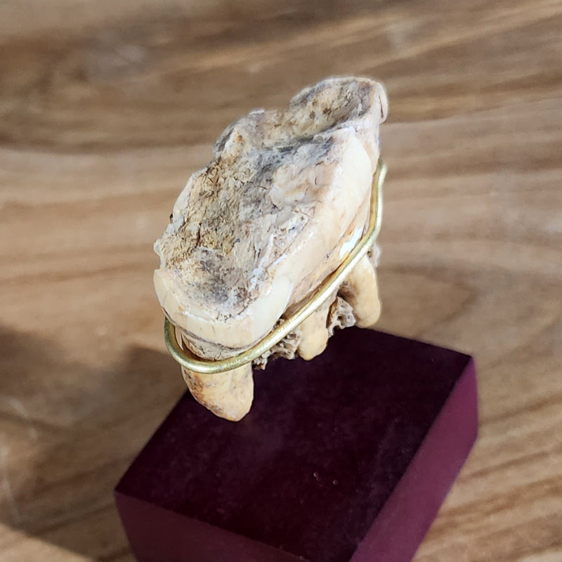 Cavebear Molar (On Stand) B