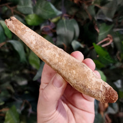 Fossil Seal Penis Bones (Baculum), Ex-Museum