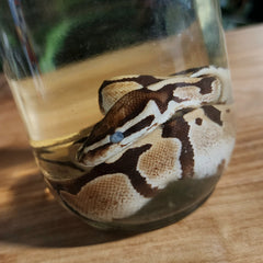 Ball Python Wet Specimen (Ex-Museum)
