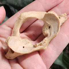 Human Atlas Vertebrae B