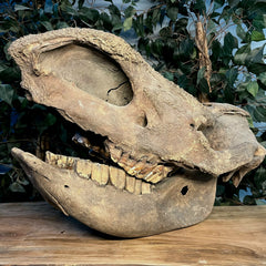 Woolly Rhino Fossil Skull, Major Injury (Ex-Museum)