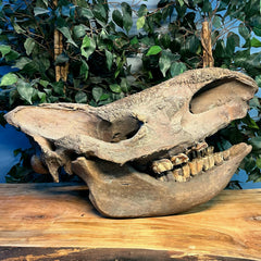 Woolly Rhino Fossil Skull, Major Injury (Ex-Museum)