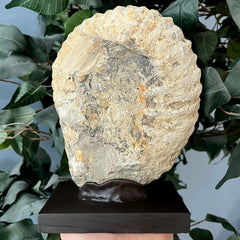 Agadir Ammonite, On Stand A (8