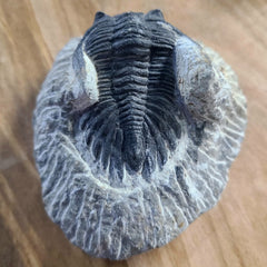 Hollardops Mesocristata Trilobite A