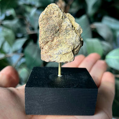 Tyrannosaurus Rex Bone Fragment M