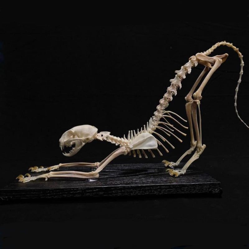 House Cat Skeleton, Articulated (Ex-Museum)