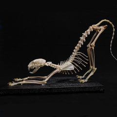 House Cat Skeleton, Articulated (Ex-Museum)