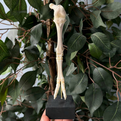 Articulated Goat Leg C