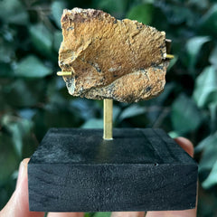 Tyrannosaurus Rex Bone Fragment I