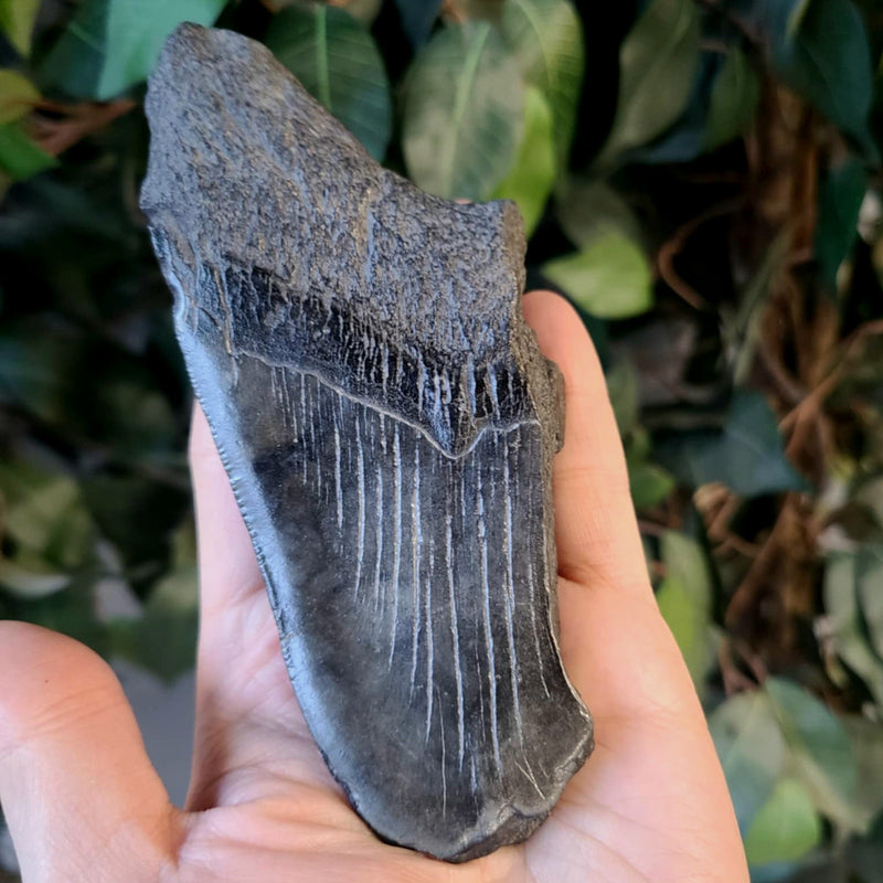 Megalodon Tooth A (5.25")